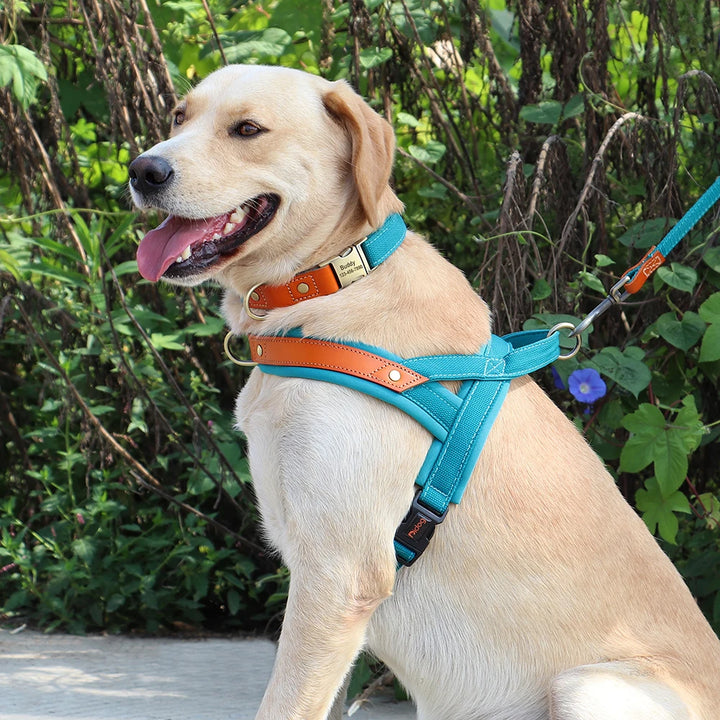 Nylon Dog Collar Harness Leash Set